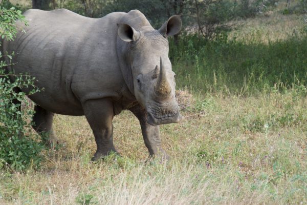 Closest rhino encounter