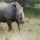 The Closest Rhino Encounter In The World