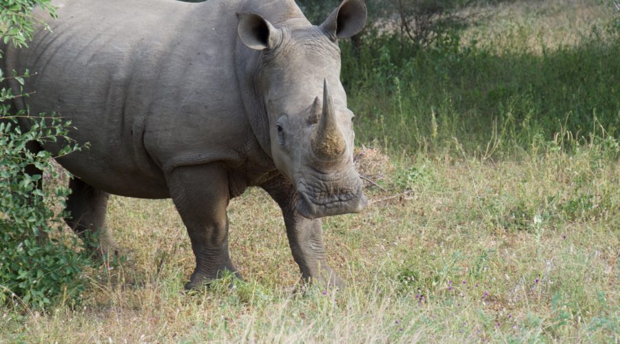 The Closest Rhino Encounter In The World