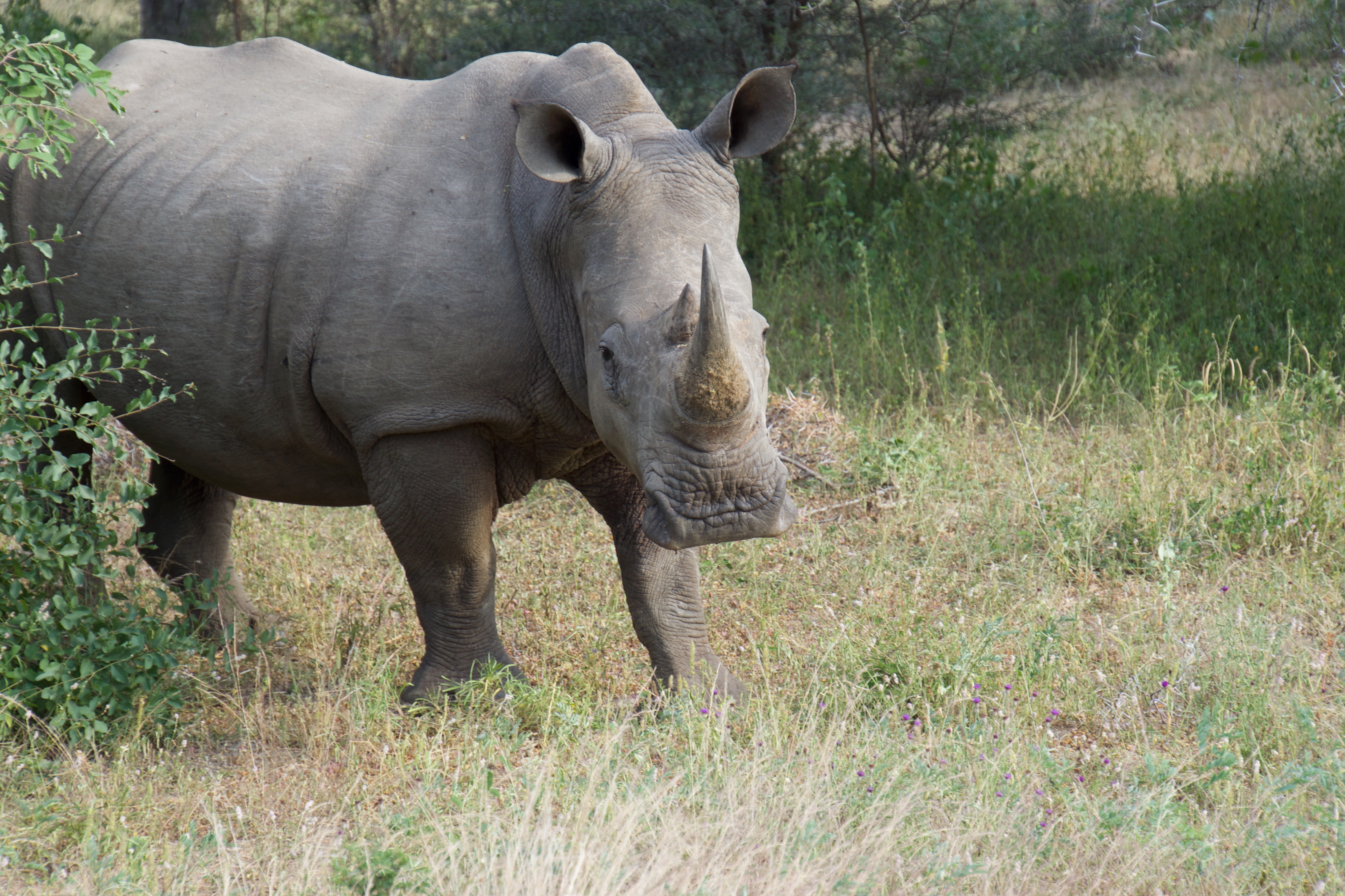 african safari for handicapped