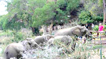 Elephants visiting the Skukuza Restaurant.