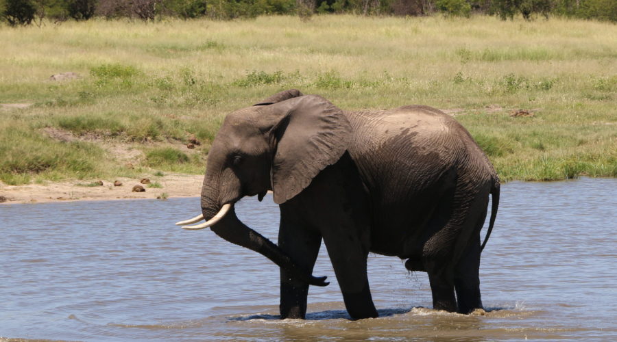 This Could “Bee” A Bright New Hope For Elephant Conservation