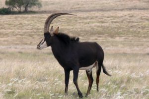 A Safari Surprise – Sable Antelope Are Pure Poetry In The Bush