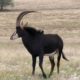 A Safari Surprise – Sable Antelope Are Pure Poetry In The Bush