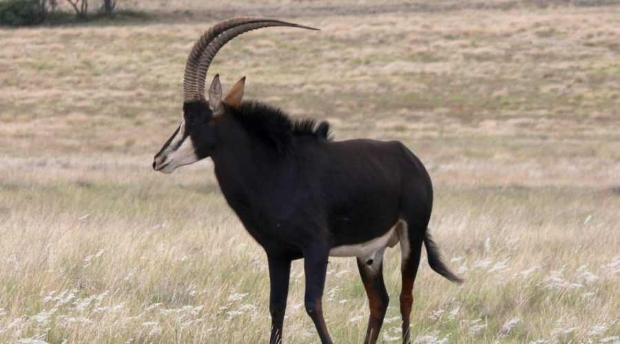 A Safari Surprise – Sable Antelope Are Pure Poetry In The Bush