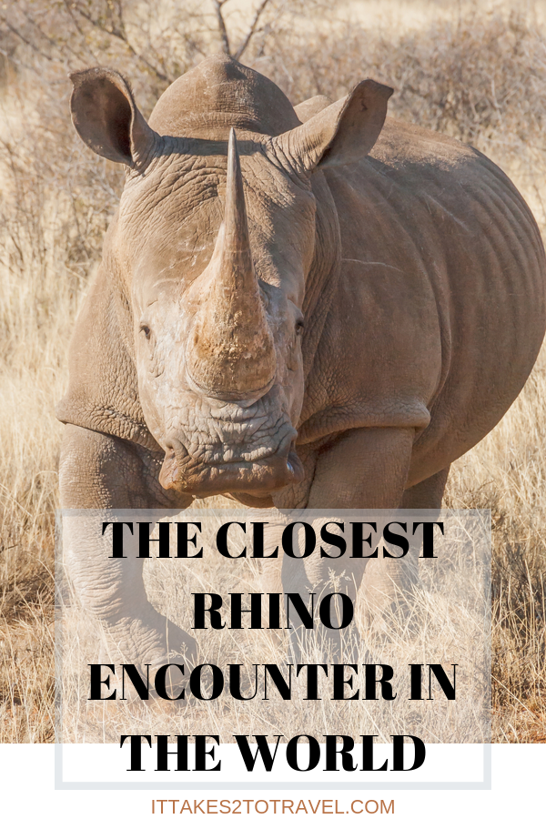 The closest rhino encounter in the world