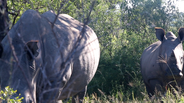 Mother rhino and calf